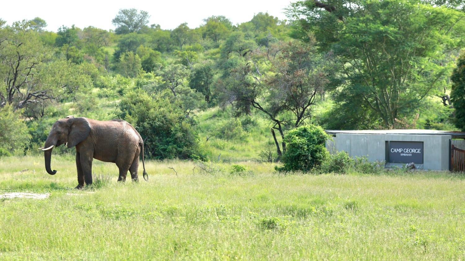 Simbavati Camp George Villa Klaserie Private Nature Reserve Exterior foto